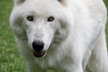 Obraz na płótnie Canvas Close Up of a White Wolfdog Mix