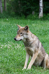 Naklejka na ściany i meble High-content Wolfdog mix sitting in the Field