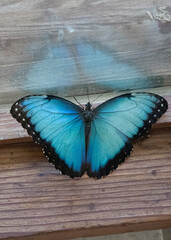Obraz na płótnie Canvas blue morpho butterfly
