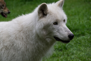 Naklejka na ściany i meble Close Up of a White Wolfdog Mix