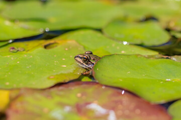 ダルマガエル　Rana brevipoda
