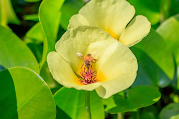 ハマボウの花とミツバチ　大分県玖珠郡　Hamabo and Bee Ooita-ken Kusu-gun