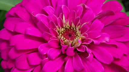 close up of pink dahlia flower