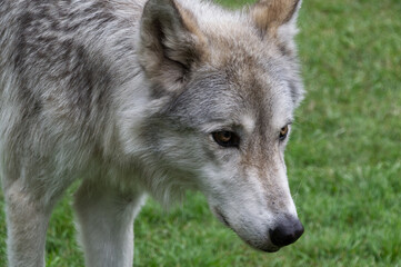 Naklejka na ściany i meble Close Up of a High-Content Wolfdog