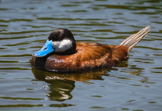This image shows a Ruddy blue bill duck (Oxyura jamaicensis) floating in calm water.