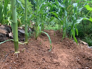 Proper width spacing between crop rows in home food agriculture garden sweet corn stalks growing in summer season with bottom roots pulling nitrogen around dirt while growing deep into plants soil