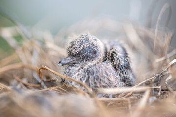 Baby bird in the nest. Baby Birds Snuggled up in Nest