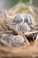 Baby bird in the nest. Baby Birds Snuggled up in Nest