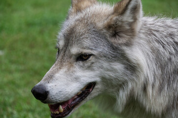 Close up of a Wolfdog