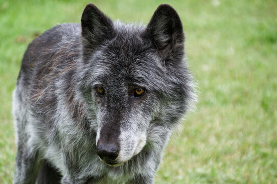 A Close-Up of a High-Content Wolfdog