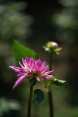 Obraz premium Faint Pink Flower of Dahlia in Full Bloom 