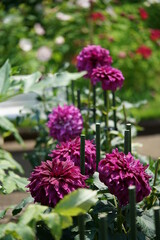 Light Purple Flower of Dahlia in Full Bloom
