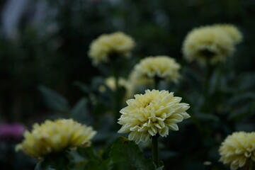 Light Cream Flower of Dahlia in Full Bloom
