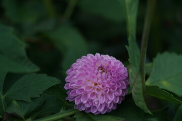 Faint Pink Flower of Dahlia in Full Bloom
