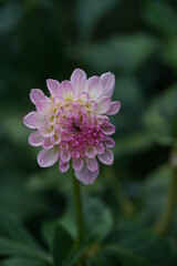 Faint Pink Flower of Dahlia in Full Bloom
