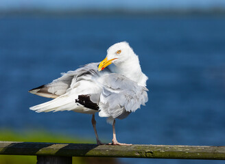Herring Gull in Profile