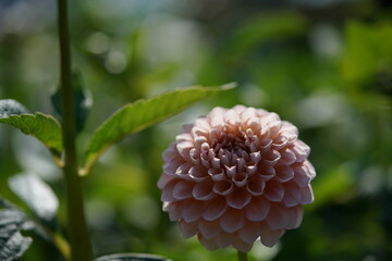 Faint Pink Flower of Dahlia in Full Bloom
