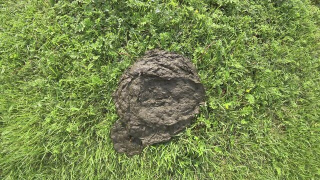 Cow shit on a green meadow. View from above. Large and small flies run over the brown substance. Fresh cattle manure concept.