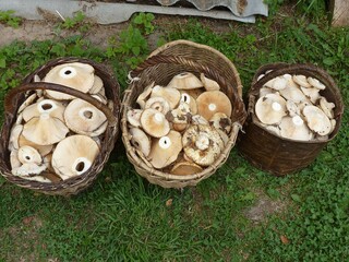 Three baskets of mushrooms stand on the green grass