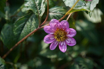 Faint Pink Flower of Dahlia in Full Bloom
