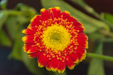 The beautiful colour and detail of the Barberton Daisy