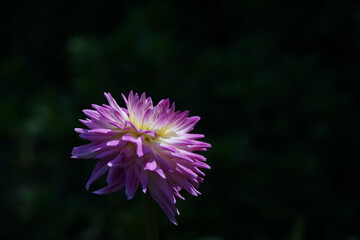 Light Purple Flower of Dahlia in Full Bloom
