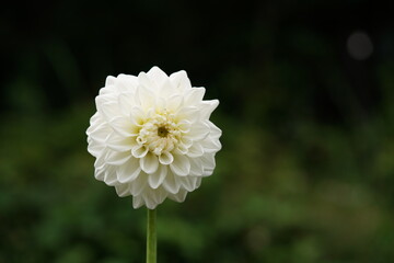 Light Cream Flower of Dahlia in Full Bloom
