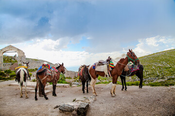 horses in old village