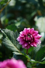 Obraz premium Light Red Flower of Dahlia in Full Bloom 