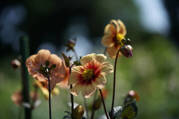 Cream Flower of Dahlia in Full Bloom
