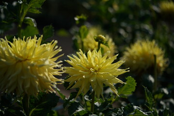 Yellow Flower of Dahlia in Full Bloom
