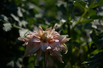 Faint Pink Flower of Dahlia in Full Bloom

