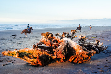 Riding horses on the beach, with a dog in hot pursuit