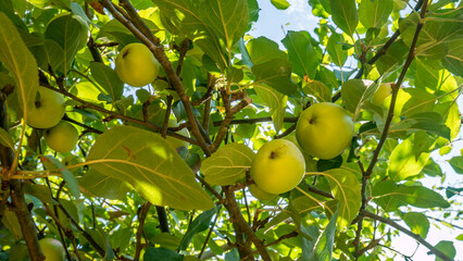 Tasty apples on the tree