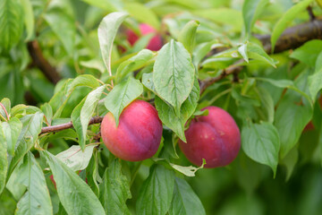 Fruit of a Japanese plum tree, on the branch