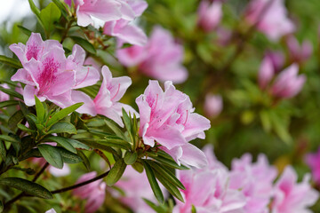Pink azalea flower, in full bloom, Rhododendron