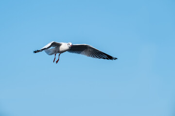 seagull flying in the sky