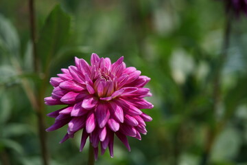 Light Pink Flower of Dahlia in Full Bloom