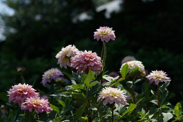 Faint Pink Flower of Dahlia in Full Bloom
