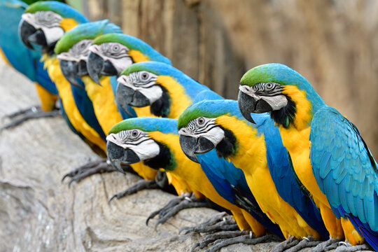 Flock of Blue-and-gold macaws stick together on timber with wondering faces in lovely actions