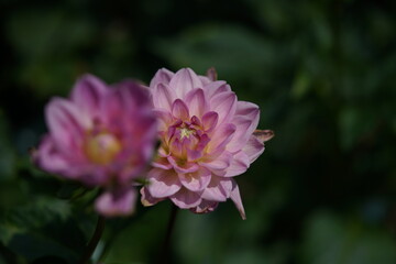 Faint Pink Flower of Dahlia in Full Bloom
