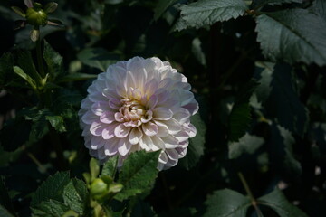Faint Pink Flower of Dahlia in Full Bloom

