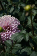 Variegated, White and Purple Flower of Dahlia in Full Bloom
