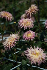 Faint Pink Flower of Dahlia in Full Bloom
