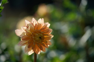 Light Orange Flower of Dahlia in Full Bloom
