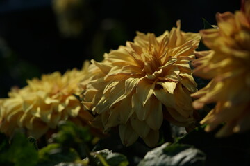 Fototapeta na wymiar Yellow Flower of Dahlia in Full Bloom 