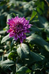 Light Pink Flower of Dahlia in Full Bloom
