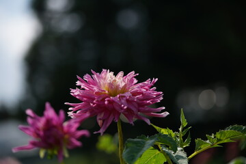 Light Pink Flower of Dahlia in Full Bloom
