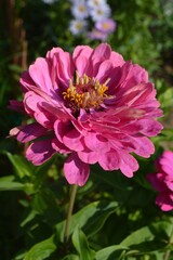 Obraz premium pink dahlia flower in garden