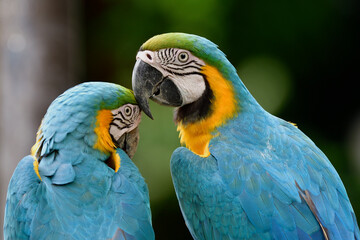 Teasing parrots in love moments, blue and yellow macaw parakeet kissing eachother